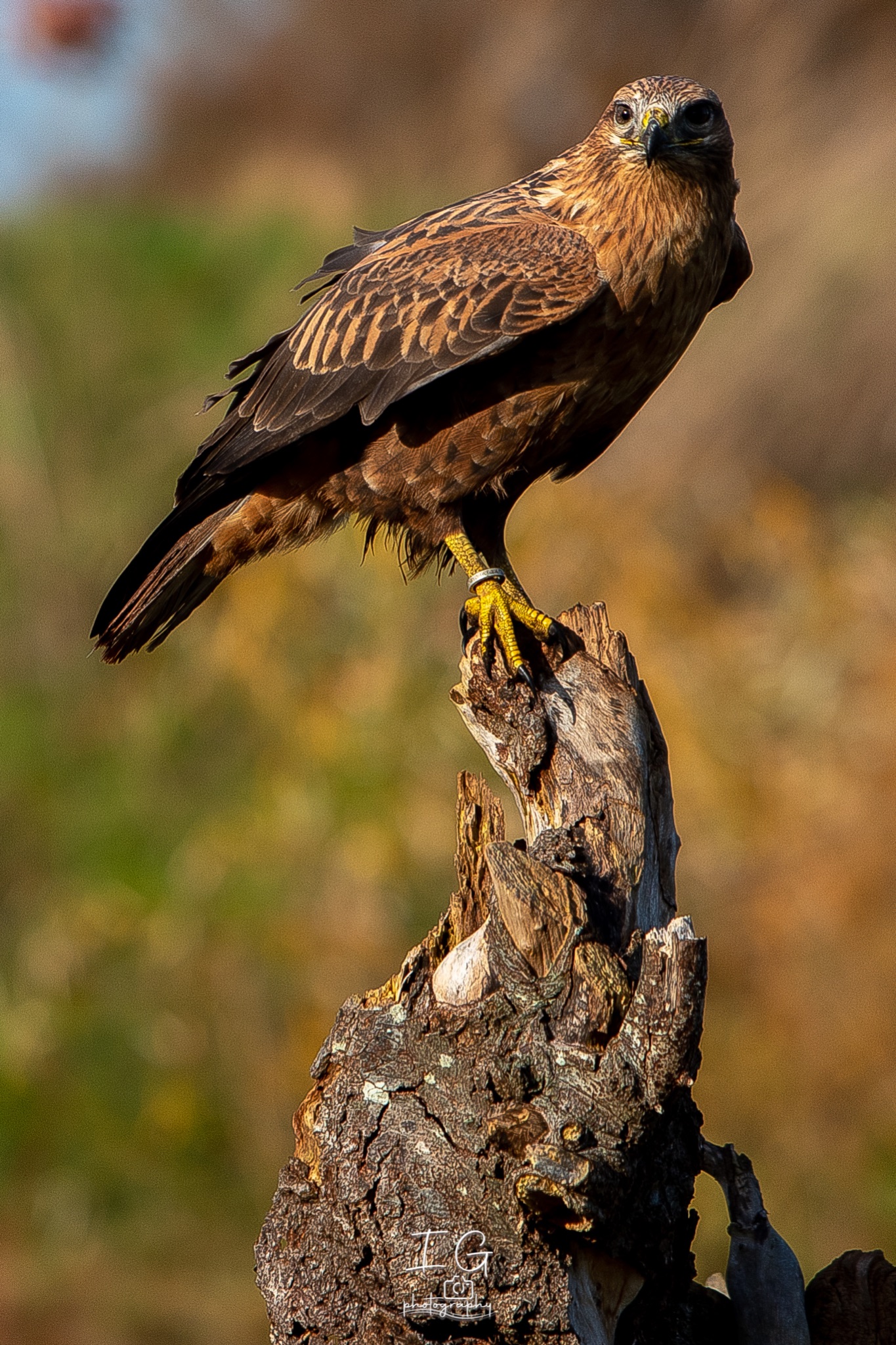 1DX43992 21 november 2021 1349 35